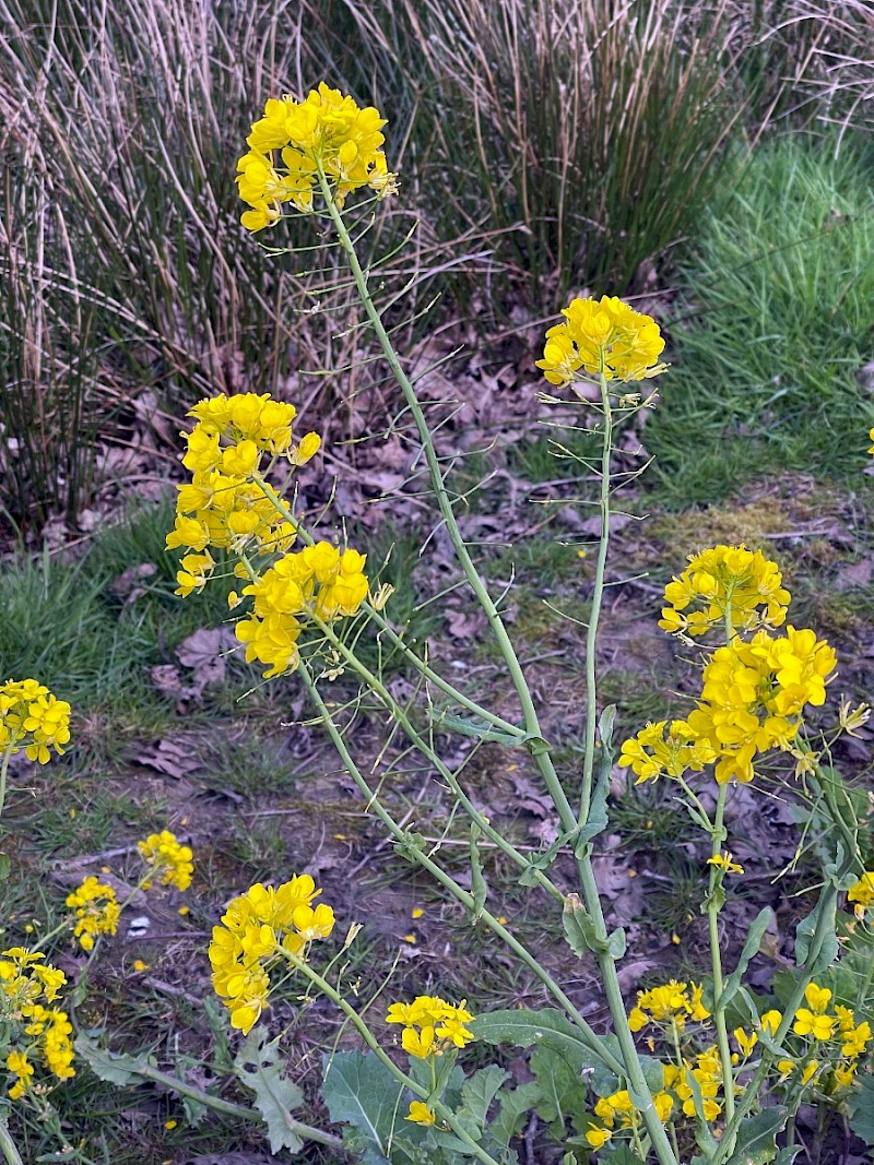 Brassica rapa - © Charles Hipkin