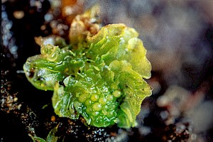 Petalwort: Petalophyllum ralfsii