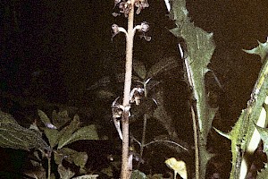 Neottia nidus-avis Bird's-nest Orchid