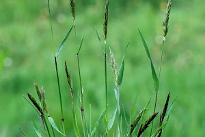 Sweet Vernal-grass: Anthoxanthum odoratum