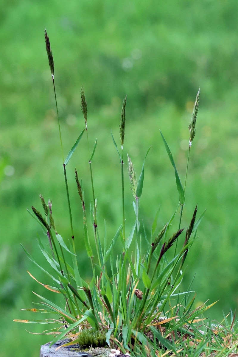 Anthoxanthum odoratum - © Charles Hipkin