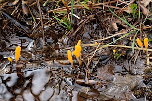 Bog Beacon: Mitrula paludosa