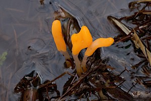 Bog Beacon: Mitrula paludosa