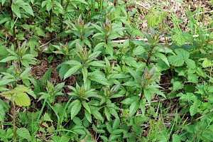 Hemp-agrimony: Eupatorium cannabinum