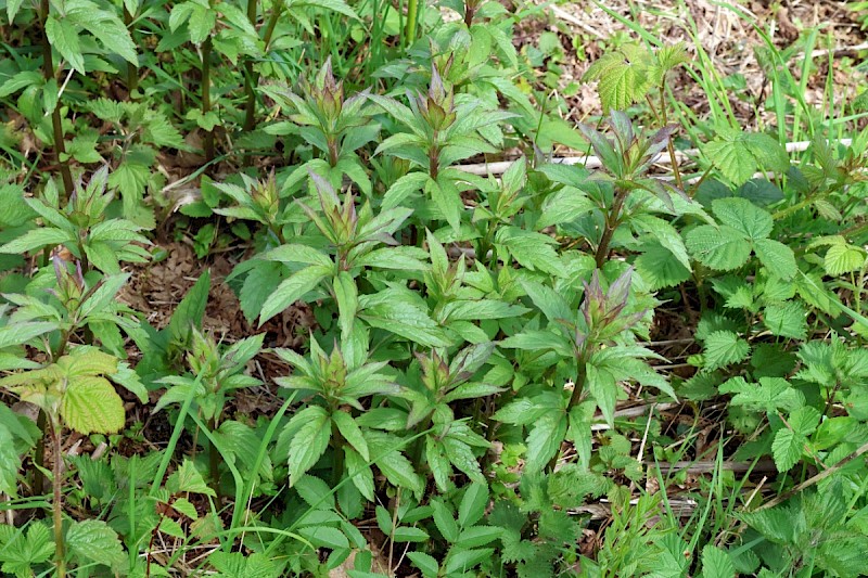 Eupatorium cannabinum - © Charles Hipkin