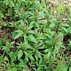 Eupatorium cannabinum