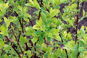 Grey Willow: Salix cinerea