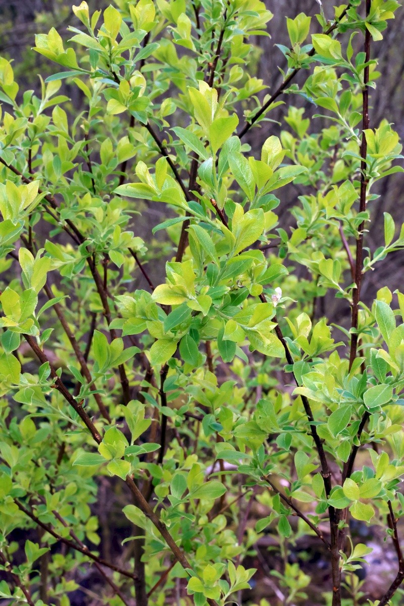 Salix cinerea - © Charles Hipkin