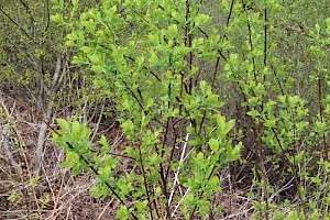 Grey Willow: Salix cinerea