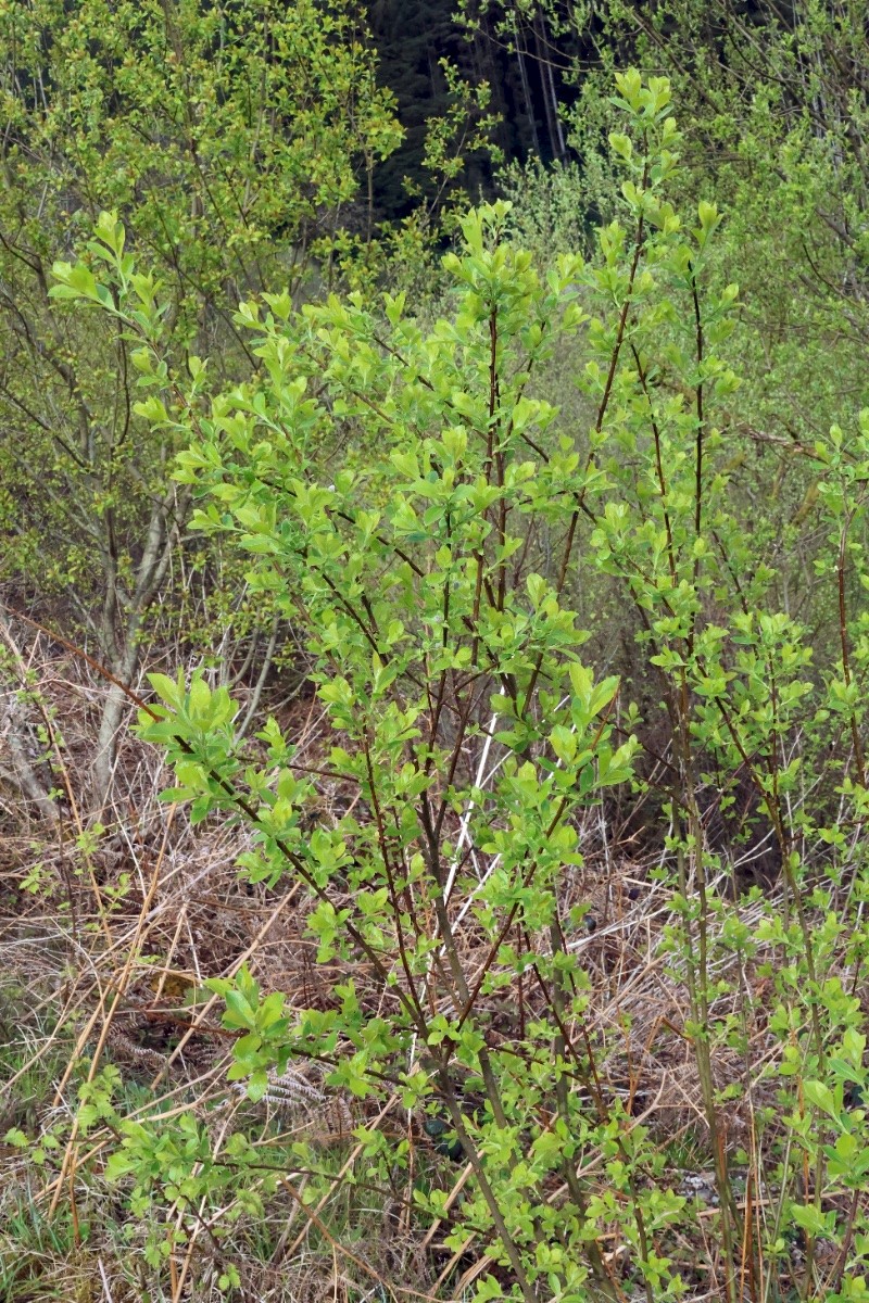 Salix cinerea - © Charles Hipkin