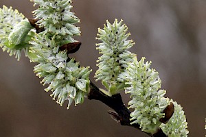 Grey Willow: Salix cinerea