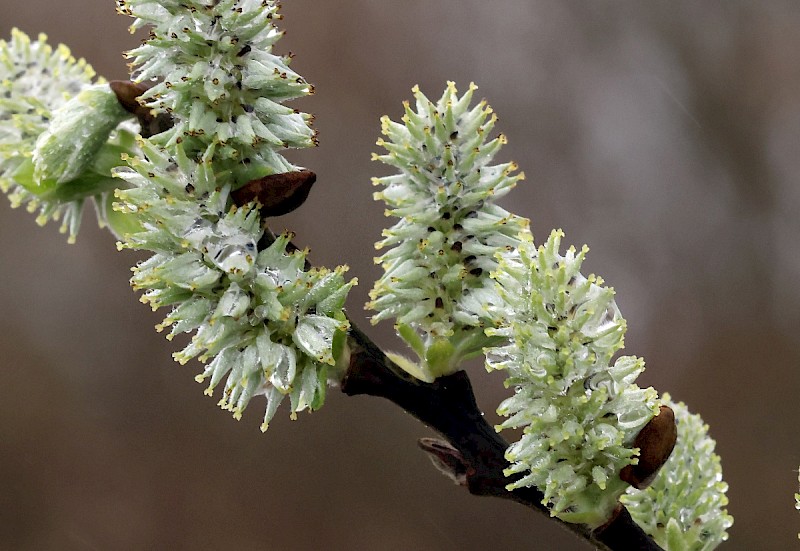 Salix cinerea - © Charles Hipkin