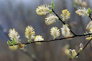 Grey Willow: Salix cinerea