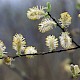 Salix cinerea