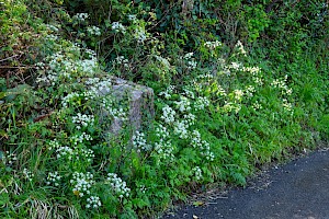 Cow Parsley: Anthriscus sylvestris