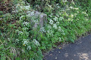 Cow Parsley: Anthriscus sylvestris