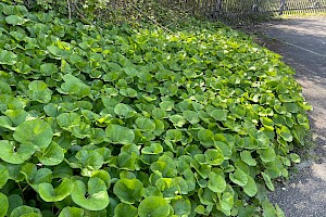 Winter Heliotrope: Petasites fragrans