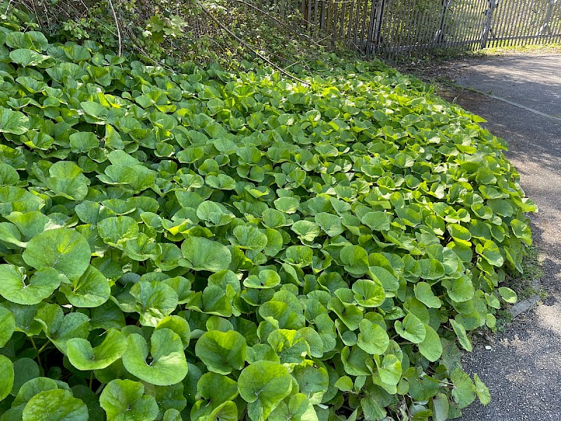 Petasites fragrans - © Charles Hipkin