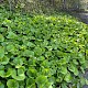 Petasites fragrans