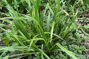 Pendulous Sedge: Carex pendula