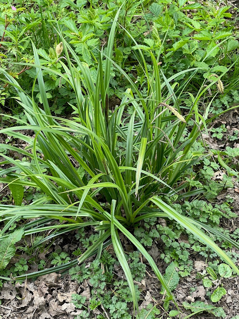 Carex pendula - © Charles Hipkin