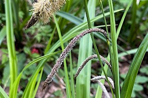 Pendulous Sedge: Carex pendula