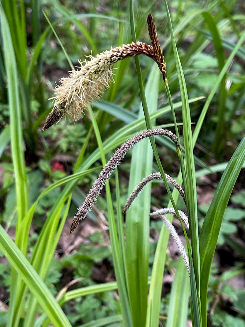 Carex pendula - © Charles Hipkin