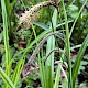 Carex pendula