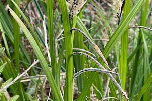 Pendulous Sedge: Carex pendula