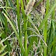 Carex pendula