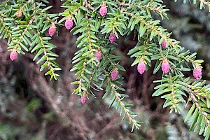 Western Hemlock-spruce: Tsuga heterophylla