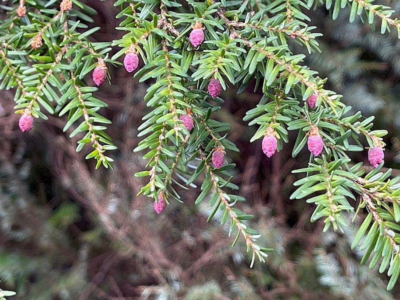 Tsuga heterophylla