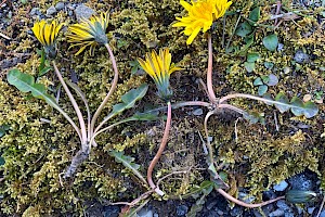 Dandelion: Taraxacum agg.