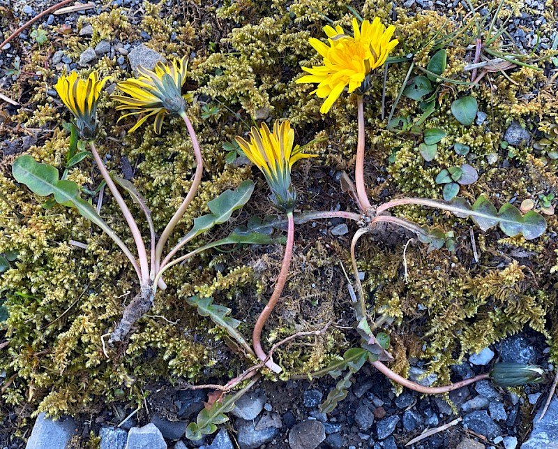 Taraxacum agg. - © Charles Hipkin