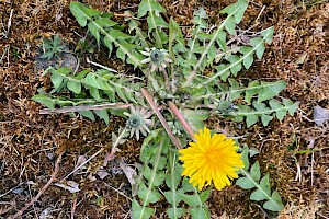 Dandelion: Taraxacum agg.