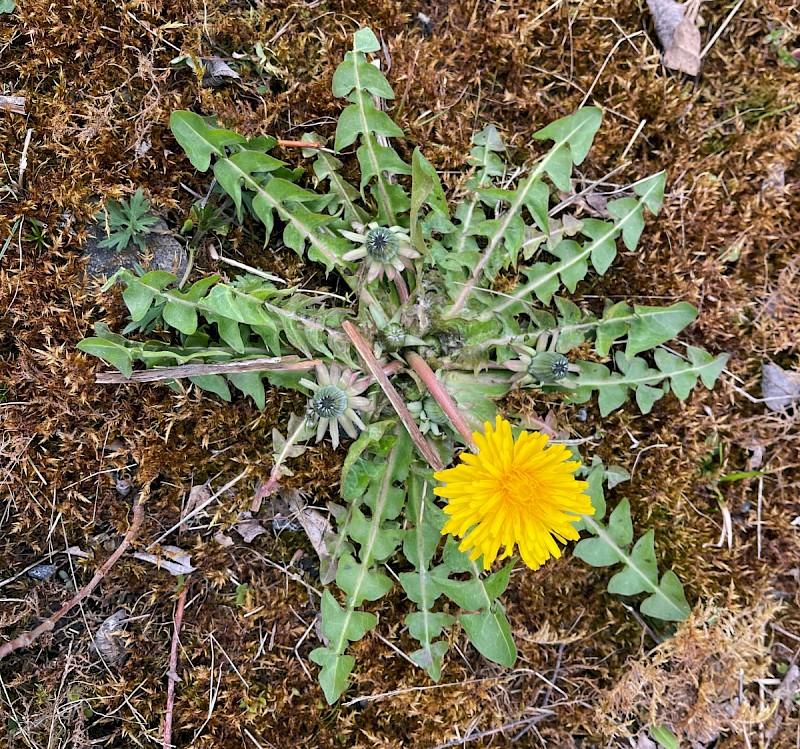 Taraxacum agg. - © Charles Hipkin