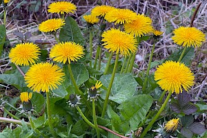 Dandelion: Taraxacum agg.