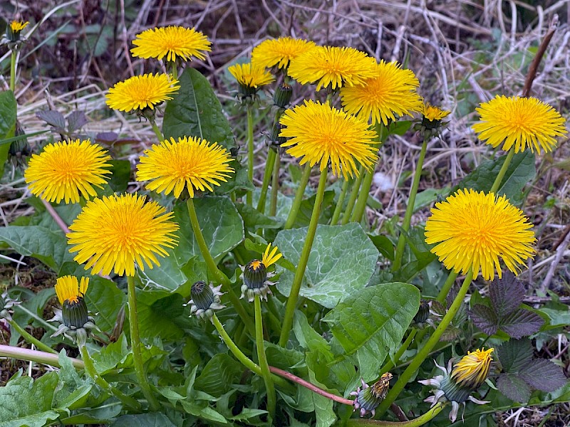 Taraxacum agg. - © Charles Hipkin