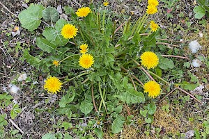 Dandelion: Taraxacum agg.