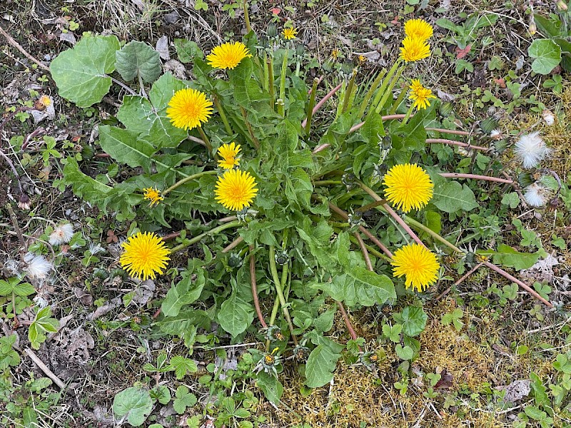 Taraxacum agg. - © Charles Hipkin