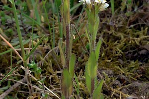 Hairy Rock-cress: Arabis hirsuta