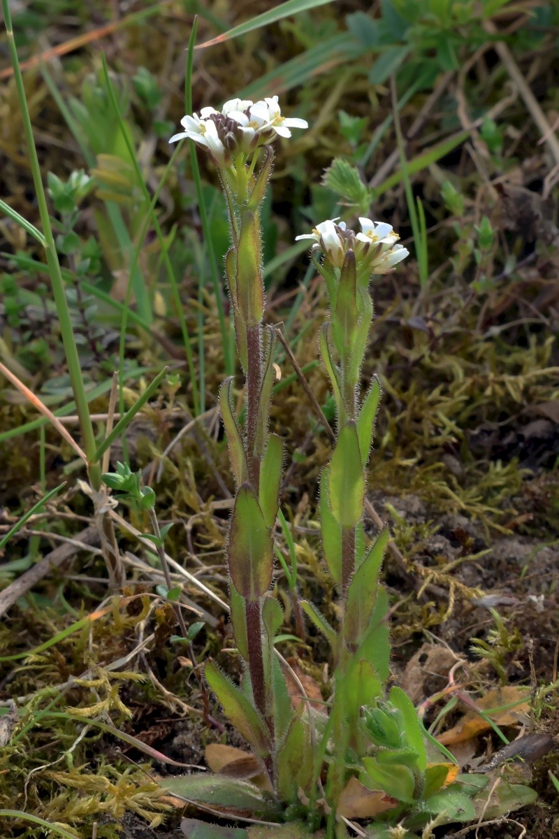 Arabis hirsuta - © Charles Hipkin