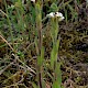 Arabis hirsuta