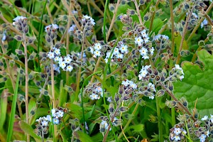 Early Forget-me-not: Myosotis ramosissima