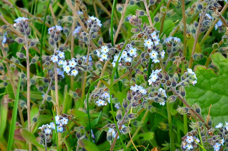 Myosotis ramosissima - © Charles Hipkin