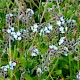 Myosotis ramosissima