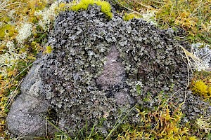 Smoky Crottle: Parmelia omphalodes