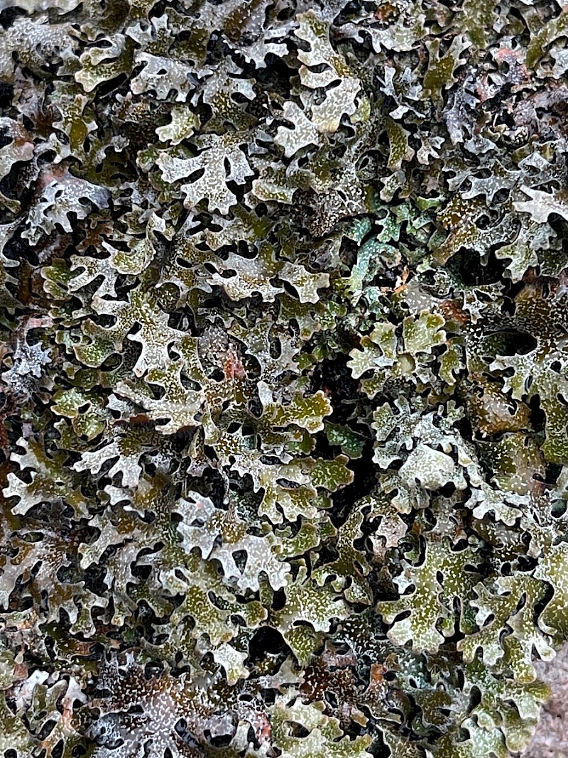 Parmelia omphalodes - © Charles Hipkin