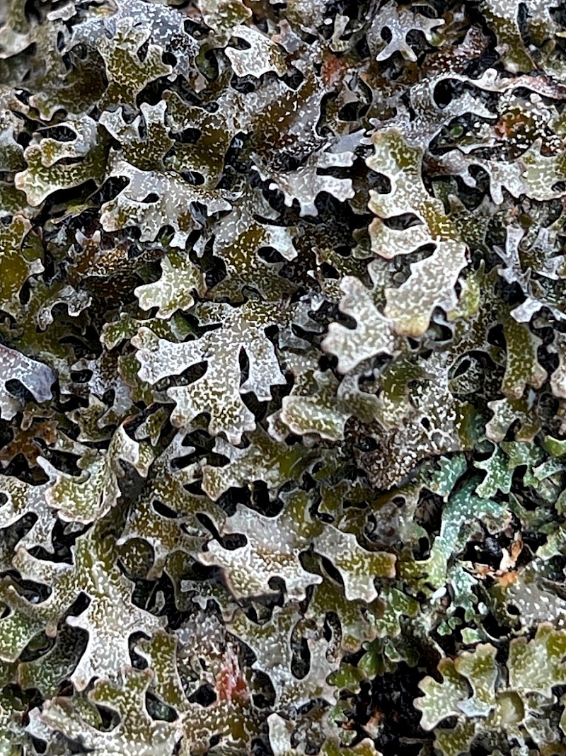 Parmelia omphalodes - © Charles Hipkin