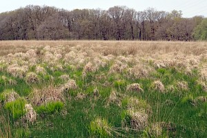 Purple Moor-grass: Molinia caerulea